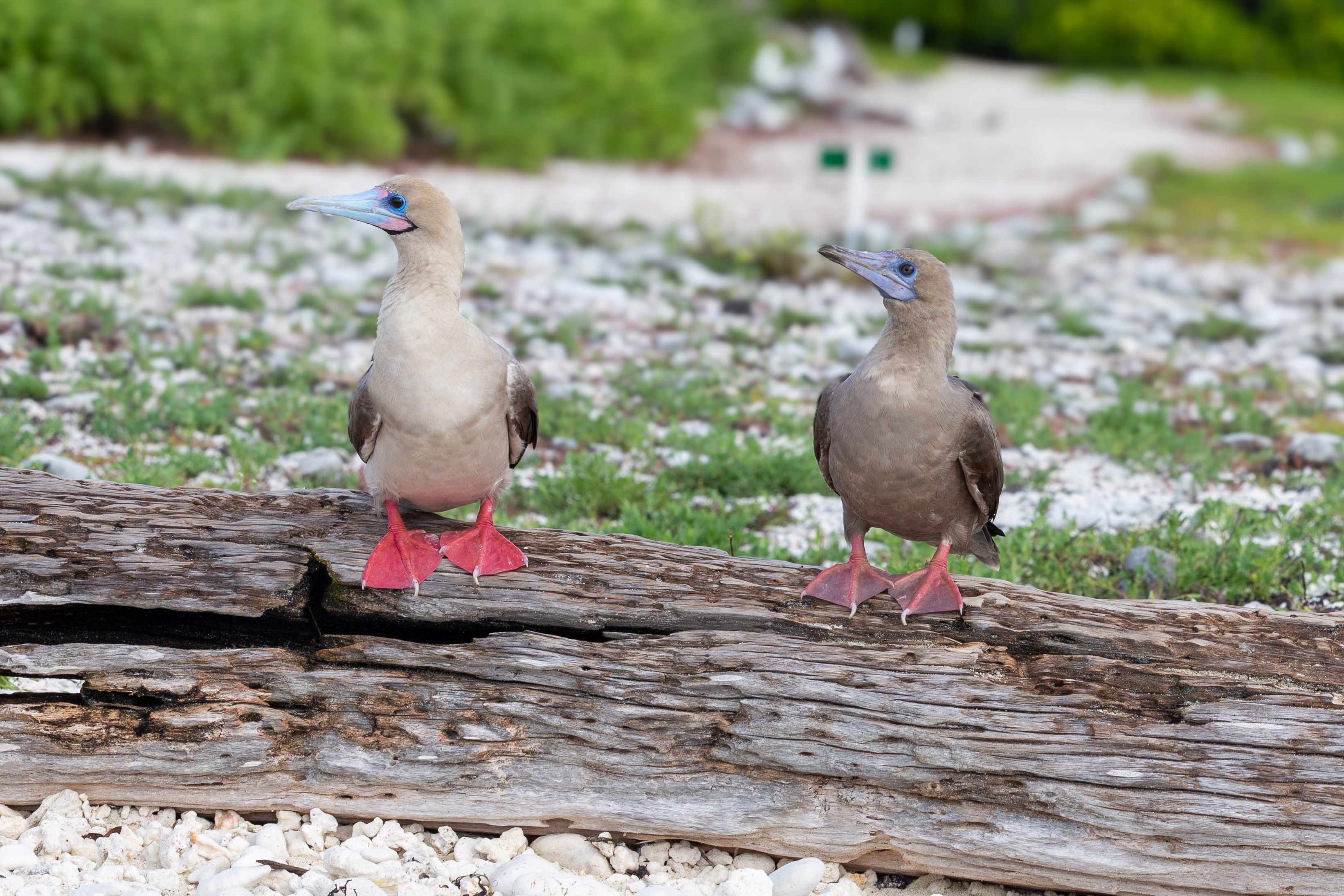 Two red-footed boobies on a driftwood log with a blurred green background